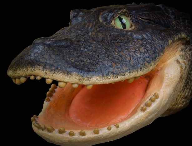 Modelo de um Gnatusuchus pebasensis, um crocodilo que viveu há 13 milhões de anos nas selvas do Peru - Kevin Montalbán-Rivera/Aldo Benites-Palomino