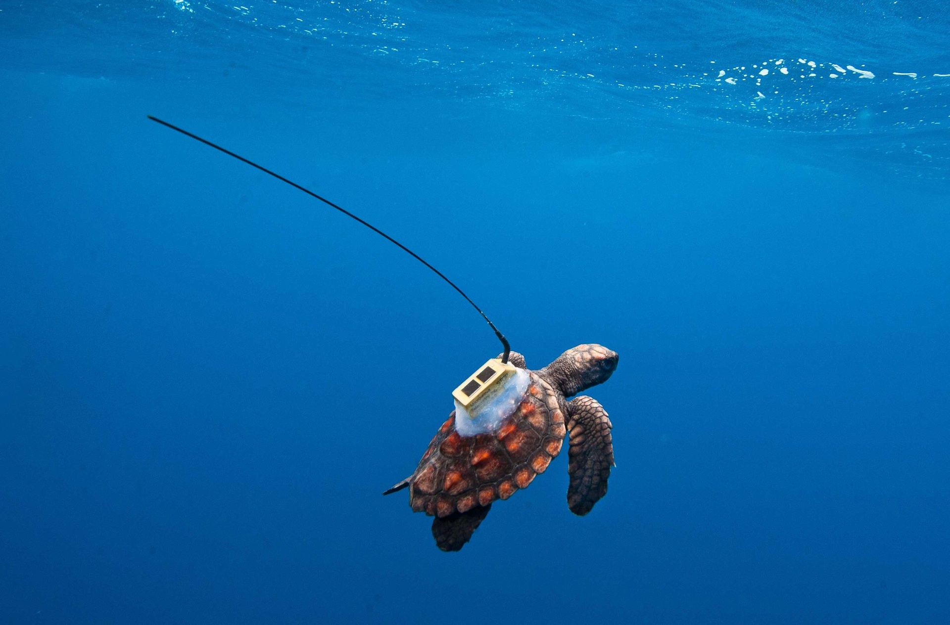 26.fev.2015 - O Tamar estuda desde 2001 o deslocamento das tartarugas marinhas, através do monitoramento por satélite. Um transmissor é colocado nos animais com o objetivo de conhecer as rotas migratórias para entender melhor o ciclo de vida e o comportamento deles. O dispositivo envia dados sobre a posição geográfica do animal sem necessidade de recuperar o objeto. E possui uma bateria que permite uma autonomia de alguns meses até pouco mais de três anos - Projeto Tamar/Divulgação