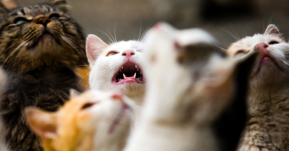 3.mar.2015 - Gatos pedem comida na Ilha Aoshima em Ehime no sul do Japão