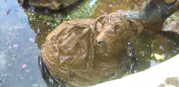 Cadela Regina, que foi achada dentro de um saco em um rio em Santa Rita do Sapucaí - Giovana Maria/Divulgação