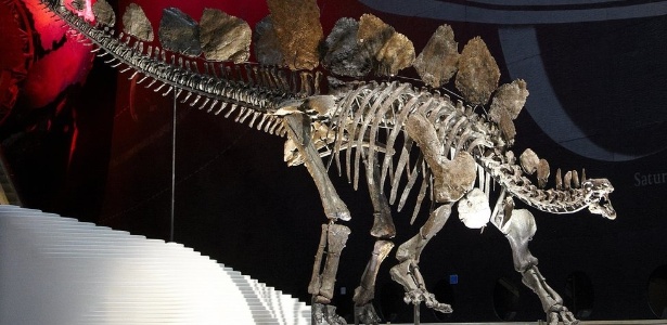 Cientistas britânicos determinaram que a fêmea de estegossauro "Sophie" pesava 1,6 tonelada e tinha o tamanho de um rinoceronte - PA