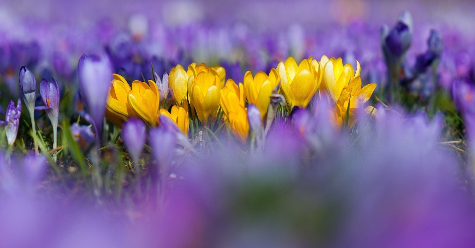 4.mar.2015 - Flores de açafrão crescem em campo em Dresden, na Alemanha