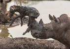 Rinoceronte mata filhote de zebra ao tentar resgatá-lo - Roel van Muiden/Reprodução/Africa Geographic/RedeTV