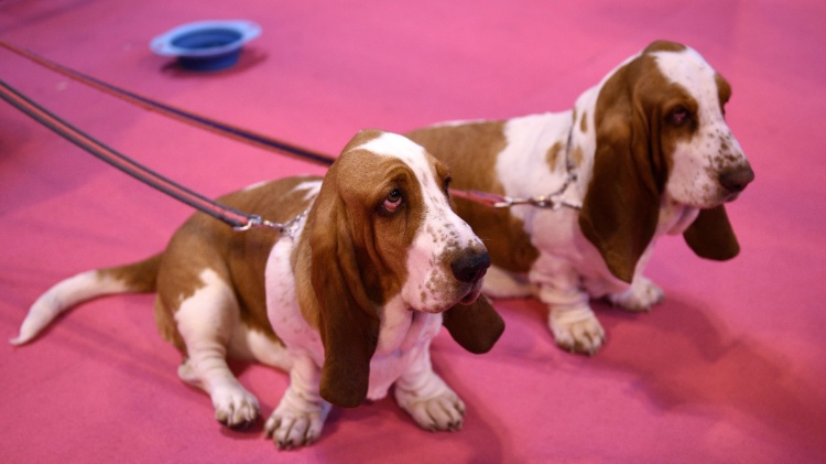 5.mar.2015 - Cães da raça Basset Hound