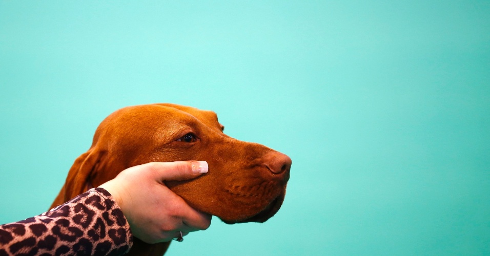 5.mar.2015 - Um cão da raça Vizsla húngaro é apresentado ao juiz durante o primeiro dia do Crufts Dog Show, em Birmingham, na Inglaterra