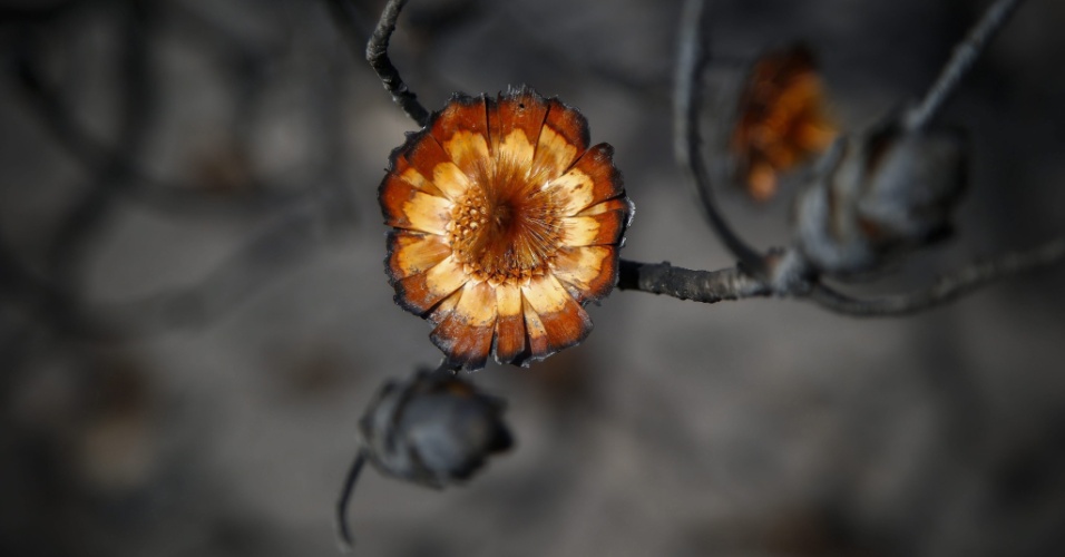 6.mar.2015 - Detalhe de uma planta Protea queimada na reserva natural de Table Mountain na Cidade do Cabo, na África do Sul