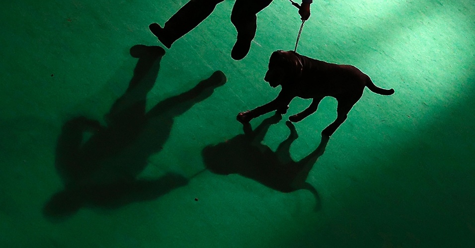 6.mar.2015 - Sombras de um cão Mastiff e seu dono durante apresentação ao juiz no segundo dia da Crufts Dog Show, em Birmingham, na Inglaterra