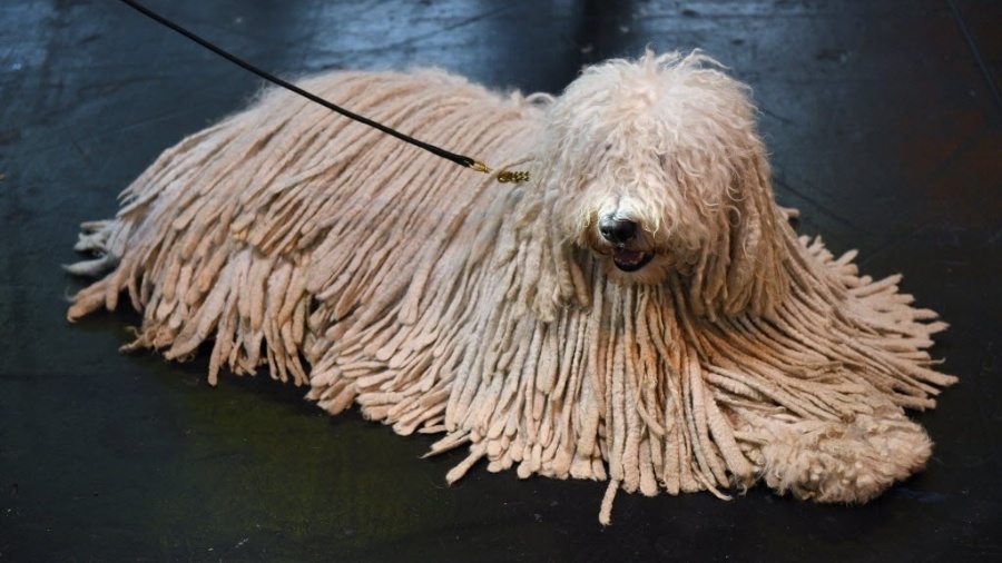 Cão é um dos participantes do Crufts Dog Show, realizado em Birmingham, na Inglaterra