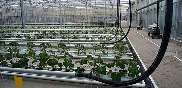 Empreendedores alemães desenvolveram técnica de cultivo em larga escala de vegetais a partir de práticas antigas - Clarissa Neher/BBC