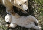 Fofinho! Ursinho polar curte com a mãe momentos ao ar livre - Valery Hache/AFP