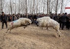 Você já viu luta de ovelhas? Na China tem - Wang Zirui/AFP