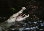 Crocodilo devora galinha em zoo da Alemanha - Marijan Murat/AFP