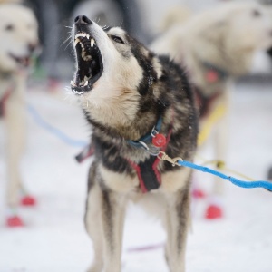 Cachorro espera por corrida em Fairbanks, no Alasca (EUA) - Mark Meyer/Reuters