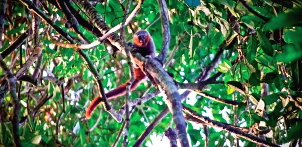 O primata Callicebus miltoni foi descoberto entre rios do Amazonas e Mato Grosso - Divulgação/Júlio César Dalponte