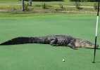 Crocodilo invade campo de golfe e jogadores continuam partida - Cortesia de Bill Susie via Reuters