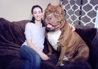 Pitbull gigante tem 79 kg... e continua crescendo! - Reprodução/Facebook/DarkDynastyK9s