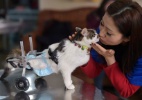 Gato ganha prótese após cair de prédio na China - China Daily/Reuters