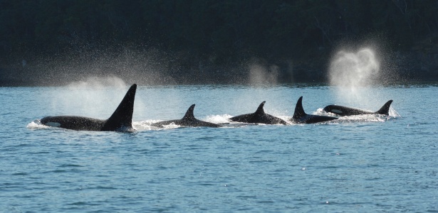 Pesquisadores descobriram que as orcas fêmeas na fase pós-menopausa exercem um papel fundamental para a sobrevivência do grupo, guiando as mais jovens até o alimento, especialmente em tempos de escassez de comida - David Ellifrit/Center for Whale Research via The New York Times