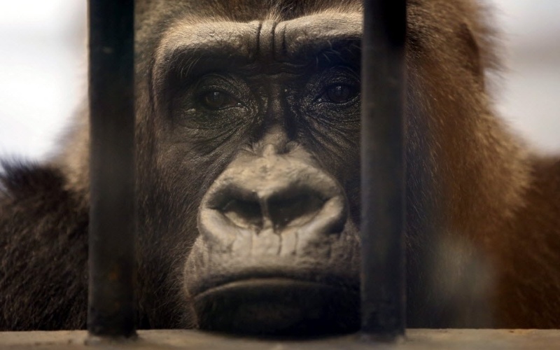 17.mar.2015 - Gorila chamado "Bua Noi" olha através das barras de sua jaula no zoológico Pata, localizado no último andar de um shopping center em Bancoc (Tailândia). Ativistas dos direitos dos animais recolheram mais de 35 mil assinaturas para o libertar o gorila, que foi comprado e tem sido mantido em cativeiro por mais de 27 anos. O estabelecimento se recusou a libertar "Bua Noi"