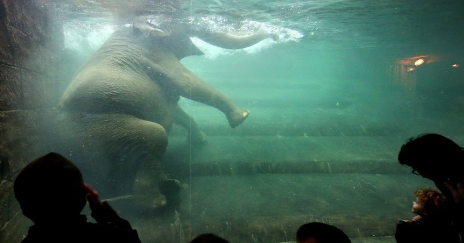 17.mar.2015 - Visitantes observam a elefante "Hoa", que está grávida, nadar em sua piscina no templo de elefantes "Ganesha Mandir", no zoológico de Leipzig, no leste da Alemanha, nesta terça-feira (17). Hoa vai dar à luz nos próximos dias