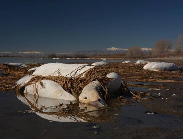 Dois mil gansos da neve caíram mortos durante voo em Idaho e suas carcaças foram recolhidas durante a semana. Segundo o Departamento de Pesca e Caça, as aves teriam morrido devido à cólera aviária - Divulgação/Idaho Fish and Game