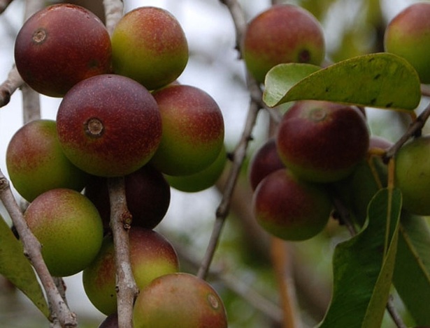 Camu-camu (Myrciaria dubia), da família das mirtáceas, é um arbusto da região amazônica, que produz o fruto mais rico em vitamina C do planeta - Thinkstock