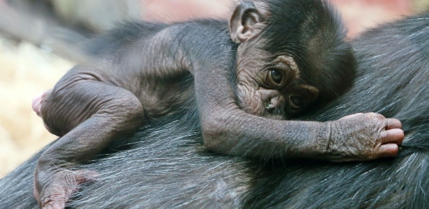 Filhote de chimpanzé com nove dias de vida agarrado nas costas de sua mãe no zoológico de Gelsenkirchen, na Alemanha - Roland Weihrauch/dpa/AFP