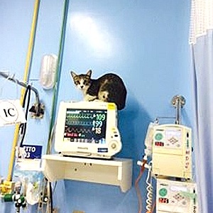 Gato em cima de equipamento de hospital em São Luís - Divulgação