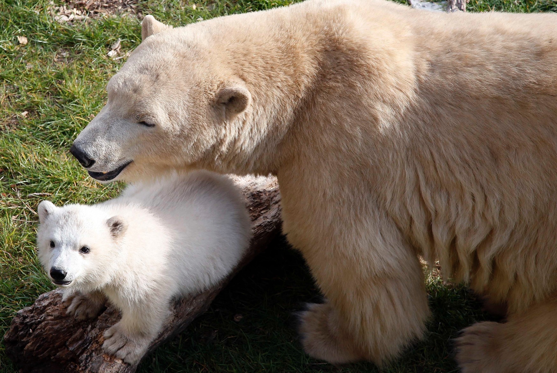 fotos filhote de urso polar dá show de fofura na frança 23 03 2015