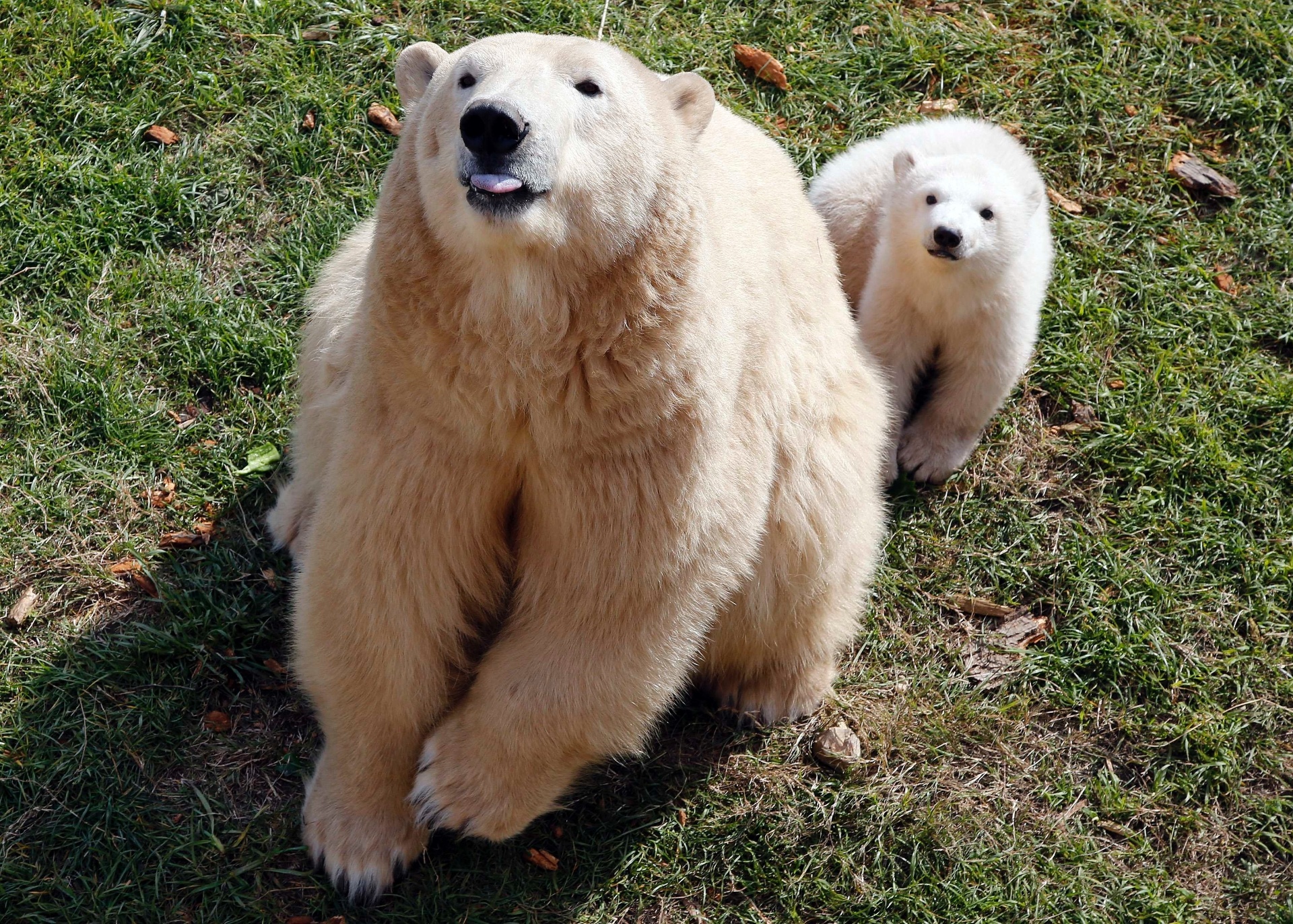 Fotos Filhote De Urso Polar D Show De Fofura Na Fran A