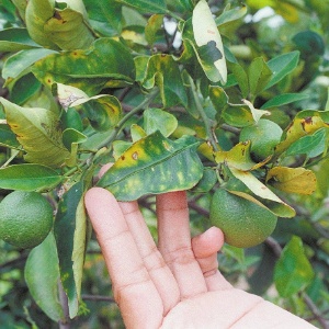 Pé-de-laranja atacado pela bactéria Xylella fastidiosa, em Araraquara (SP). Os sintomas da doença são frutos pequenos e manchas amarelas.  - Gustavo Roth/Folhapress