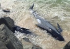 Encalhadas, ao menos 12 baleias morrem no litoral da Austrália - Reprodução/Facebook/Department of Parks and Wildlife, Western Australia