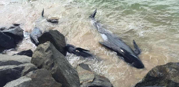 Pelo menos 12 baleias morreram após ficarem encalhadas no litoral da Austrália - Reprodução/Facebook/Department of Parks and Wildlife, Western Australia