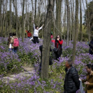 Turistas visitam parque com flores em razão da chegada da primavera em Xangai, na China - Aly Song/Reuters