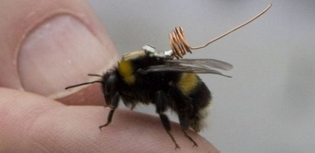 Microtransmissor preso em corpo de inseto enviará dados a cientistas; rastreador ajudará a resolver "quebra-cabeças" sobre diminuição de população de abelhas - Andrew Macrobb