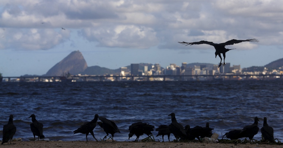 25.mar.2015 - Urubus se reúnem para comer a carcaça de um cão (não retratado) na praia da Bica, às margens da baía de Guanabara, com o Pão de Açúcar no fundo, a 500 dias dos Jogos Olímpicos Rio 2016, no Rio de Janeiro