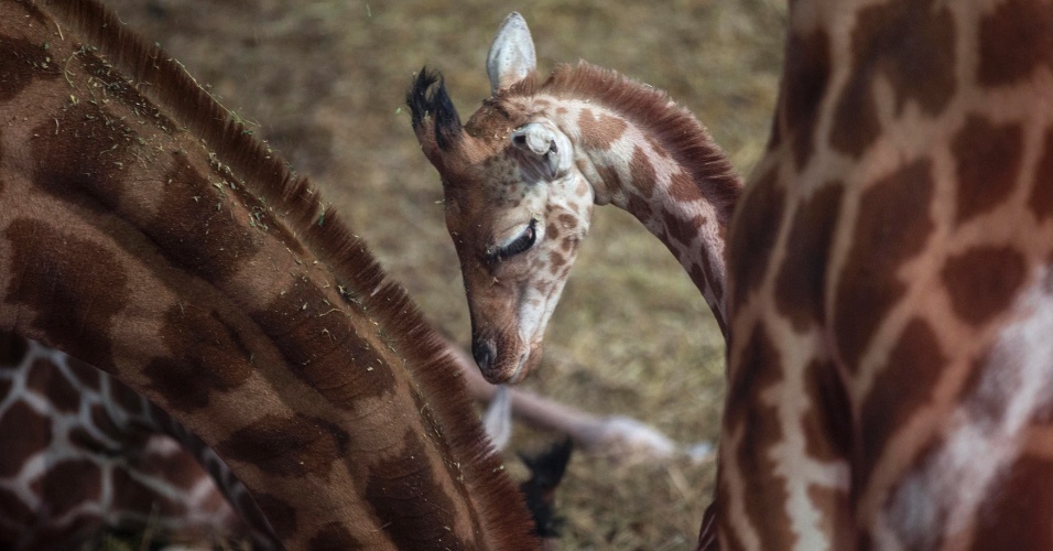 26.mar.2015 - Filhote de girafa fica entre adultos no Zoological Park Paris no Bois de Vincennes, a leste de Paris, na França