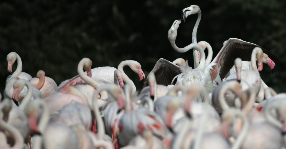 26.mar.2015 - Flamingos se aglomeram em santu[ario nos arredores de Dubai, nos Emirados Árabes Unidos