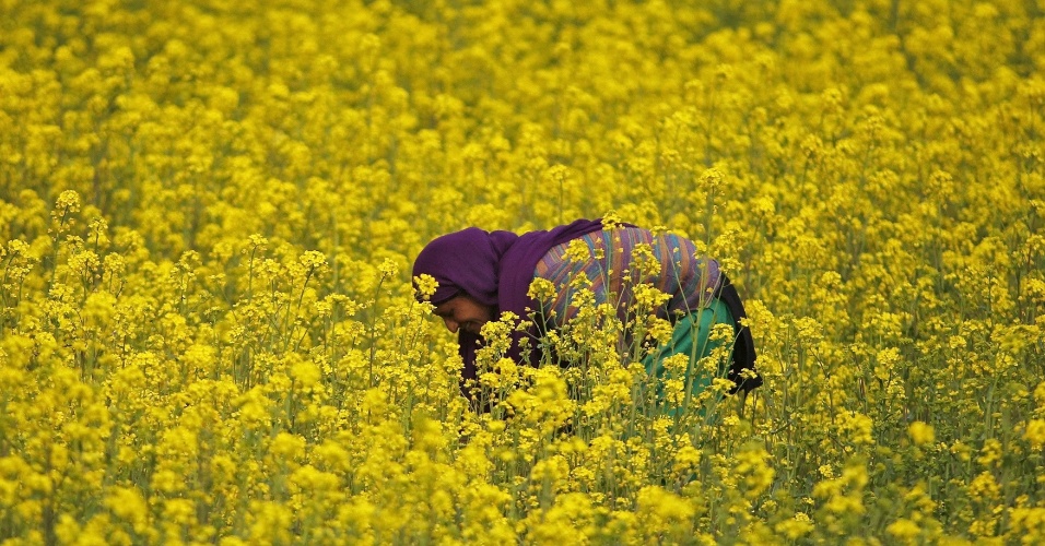 26.mar.2015 - Uma mulher trabalha em campo de mostarda, nos arredores de Srinagar, na Índia