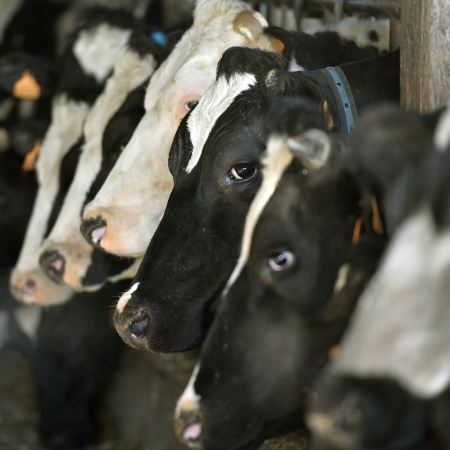 Vacas esperam antes de sair para pastagem na fazenda de gado leiteiro perto de Nantes, na França - George Gobet/AFP