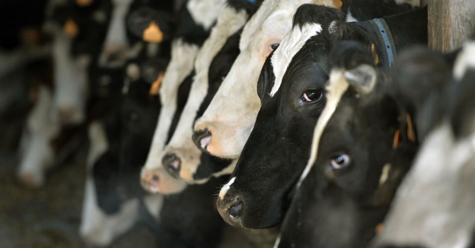 26.mar.2015 - Vacas esperam antes de sair para pastagem na fazenda de gado leiteiro perto de Nantes, na França
