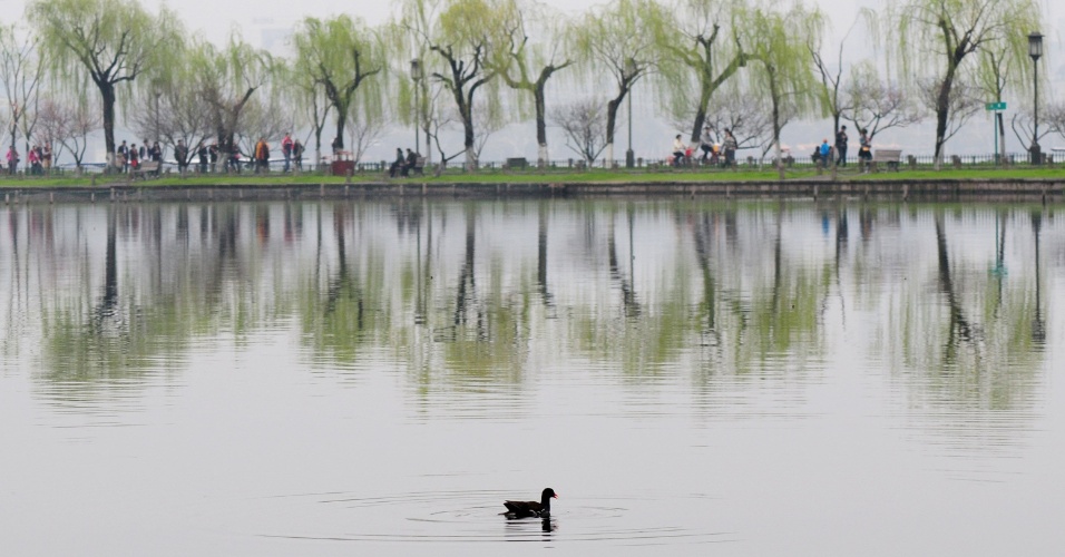 27.mar.2015 - Uma galinha-d'água é avistada no Lago Oeste em Hangzhou, na província de Zhejiang, na China