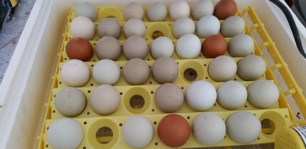 Ovos produzidos pela Buddy"s Farm, na Califórnia (EUA) - Facebook/Reprodução