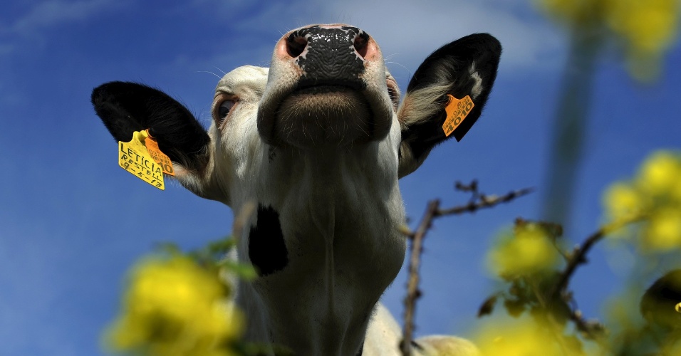 30.mar.2015 - A vaca leiteira pasta em um campo em Tapia de Casariego, na Espanha