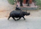 Rinoceronte escapa de reserva e ataca 8 no Nepal - Bidur Giri/AFP 