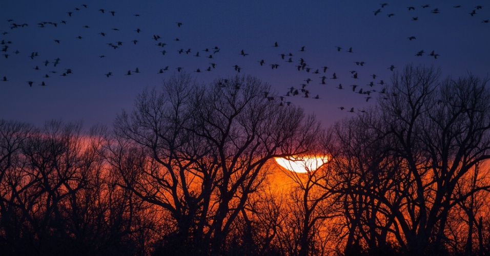 01.abr.2015 - Grous voam ao pôr do sol em sua migração anual para o Ártico, em Nebraska (EUA)