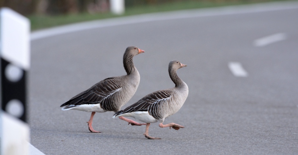 1º.abr.2015 - Dois gansos cinzentos atravessam uma rua em Salem, na Alemanha