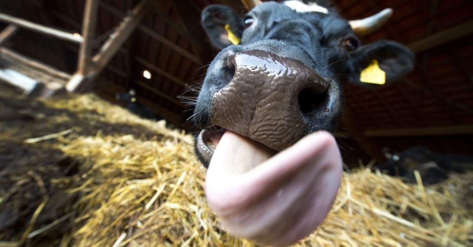 1º.abr.2015 - Vaca na fazenda Dottenfelder Hof, localizada próximo a Bad Vilbel, na Alemanha