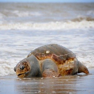 Uma tartaruga gigante foi encontrada morta nesta segunda-feira em uma praia de Montevidéu, capital do Uruguai - Reprodução/ El Observador