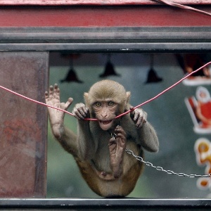 Imagem de 2009 mostra macaco mordendo fio na cidade de Calcutá; primatas têm comido fibra óptica e impedido expansão de internet na cidade de Varanasi - Parth Sanyal/Reuters